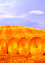 ospitalitaamiata