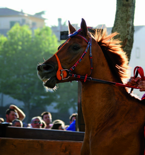 7 Amiata tradizioni_CAVALLO